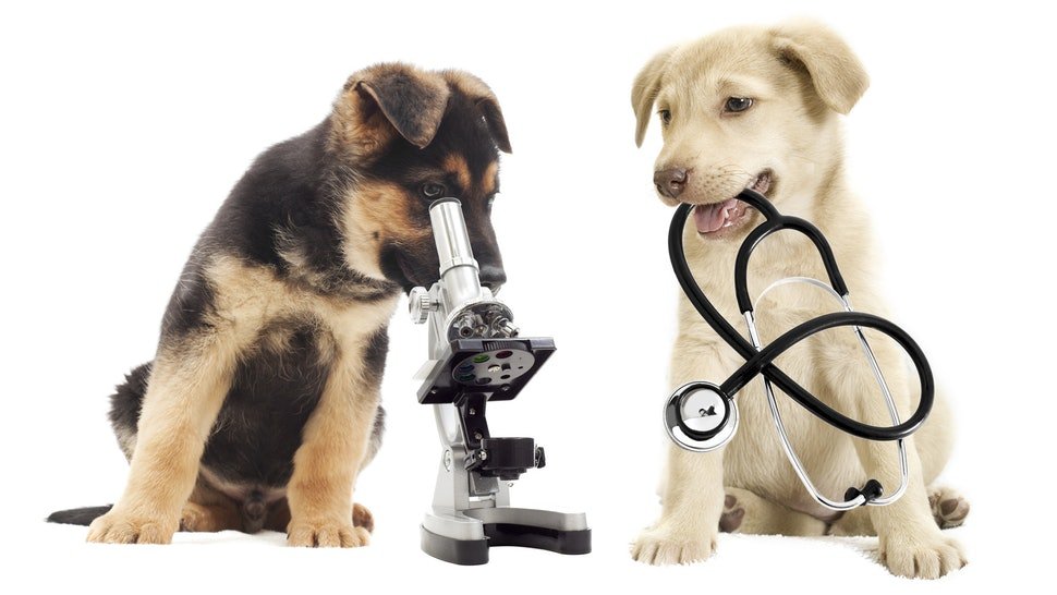 Veterinary Hospitals