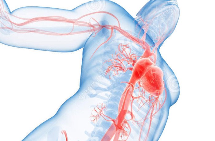 Vascular Surgeons 